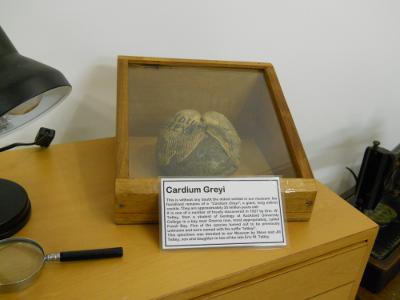 Cardium greyi fossil